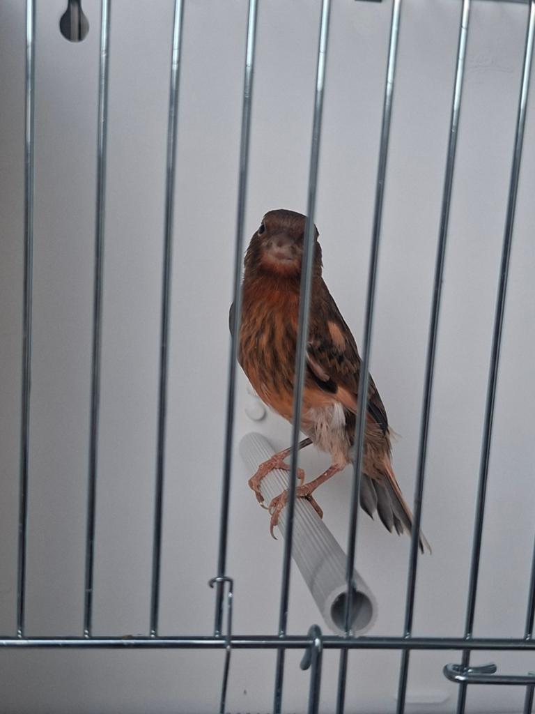 Jonge Harlekijn Kanaries Te Koop, Meerdere dieren, Kleurkanarie