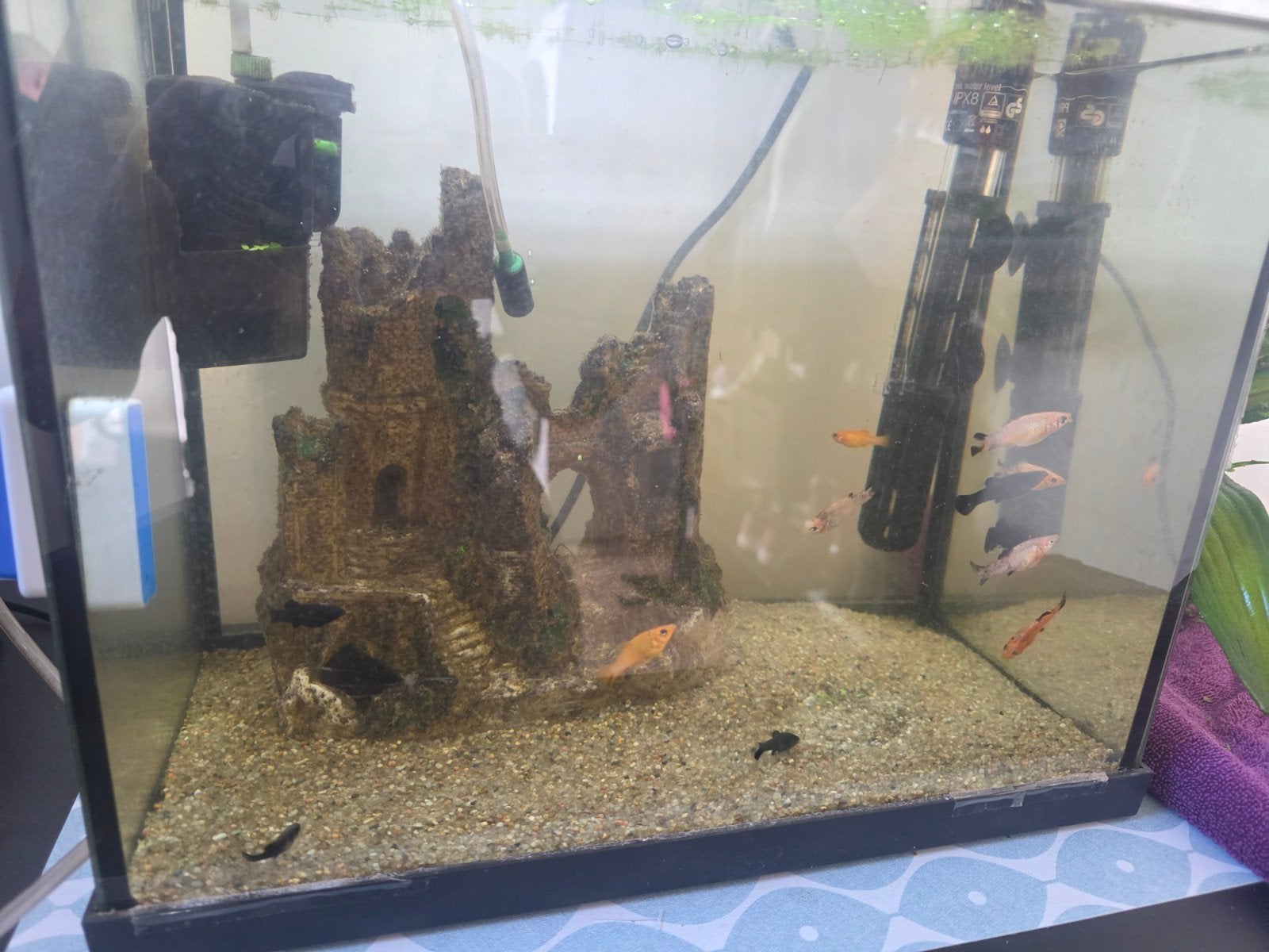 Jonge Molly's, Dieren en Toebehoren, Vissen | Aquariumvissen, Vis, Zoetwatervis