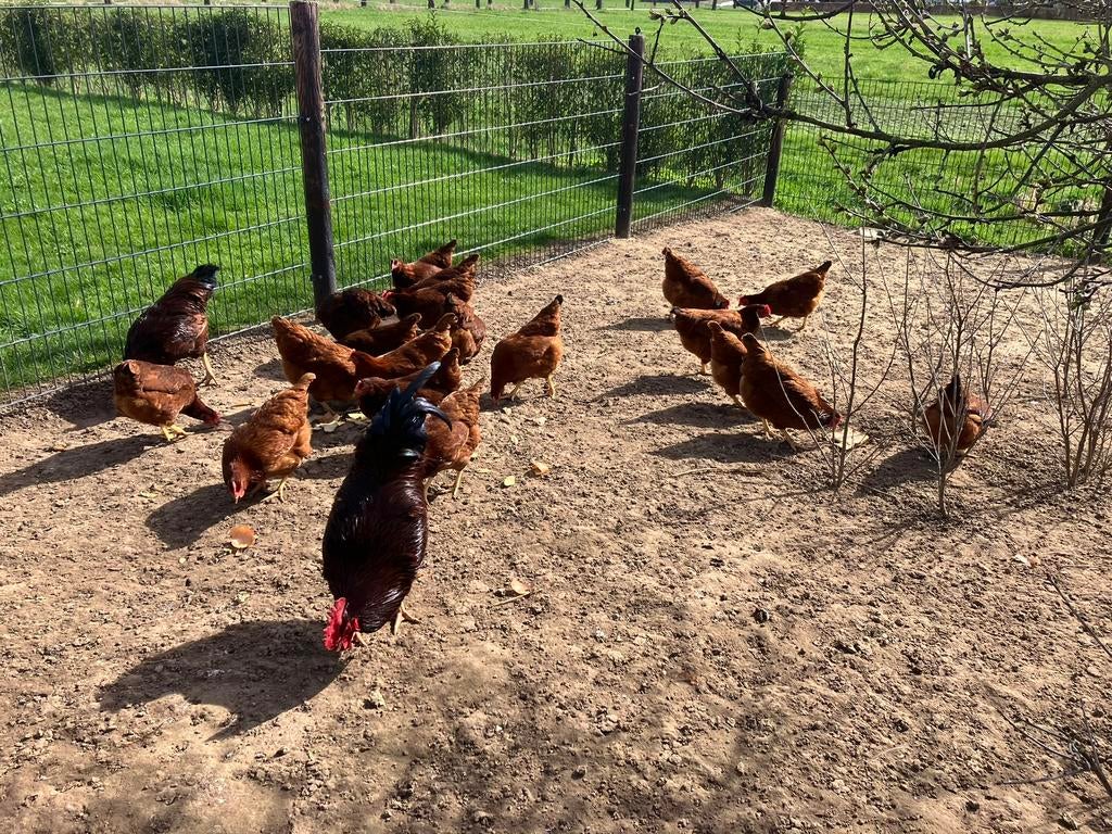 Rhode Island Red Broedeieren, Dieren en Toebehoren, Pluimvee, Geslacht onbekend, Kip