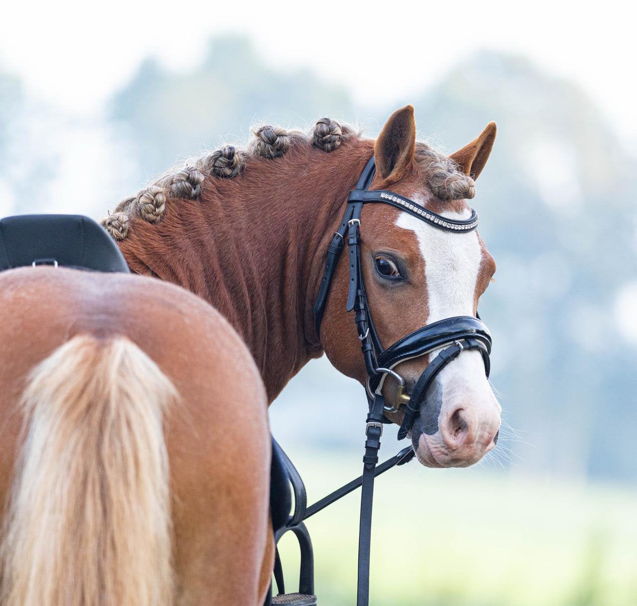 Hele aparte 3 jarige welsh A goedgekeurde hengst, Dieren en Toebehoren, Met stamboom, Dressuurpony, Niet van toepassing, Hengst