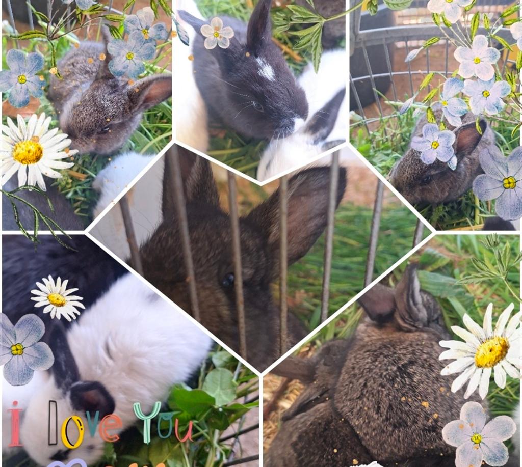 Lotharinger/Vlaamse reus chicilia kleur, Dieren en Toebehoren, Konijnen, Meerdere dieren, Groot