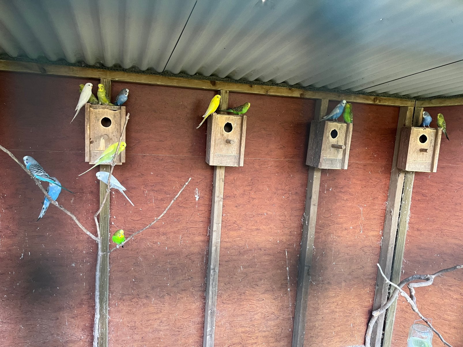 Mooie jonge grasparkieten te koop, Meerdere dieren, Parkiet