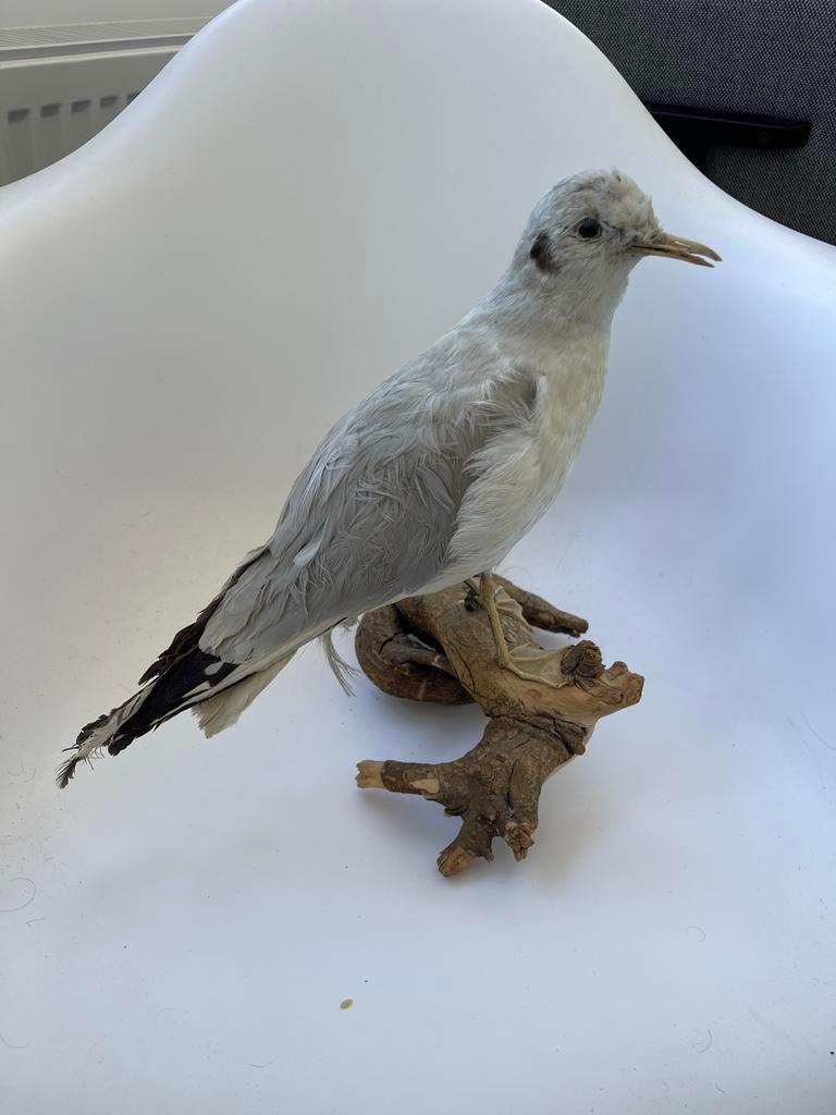 Opgezette Meeuw - Uniek Decoratiestuk, Ophalen, Zo goed als nieuw, Vogel, Opgezet dier