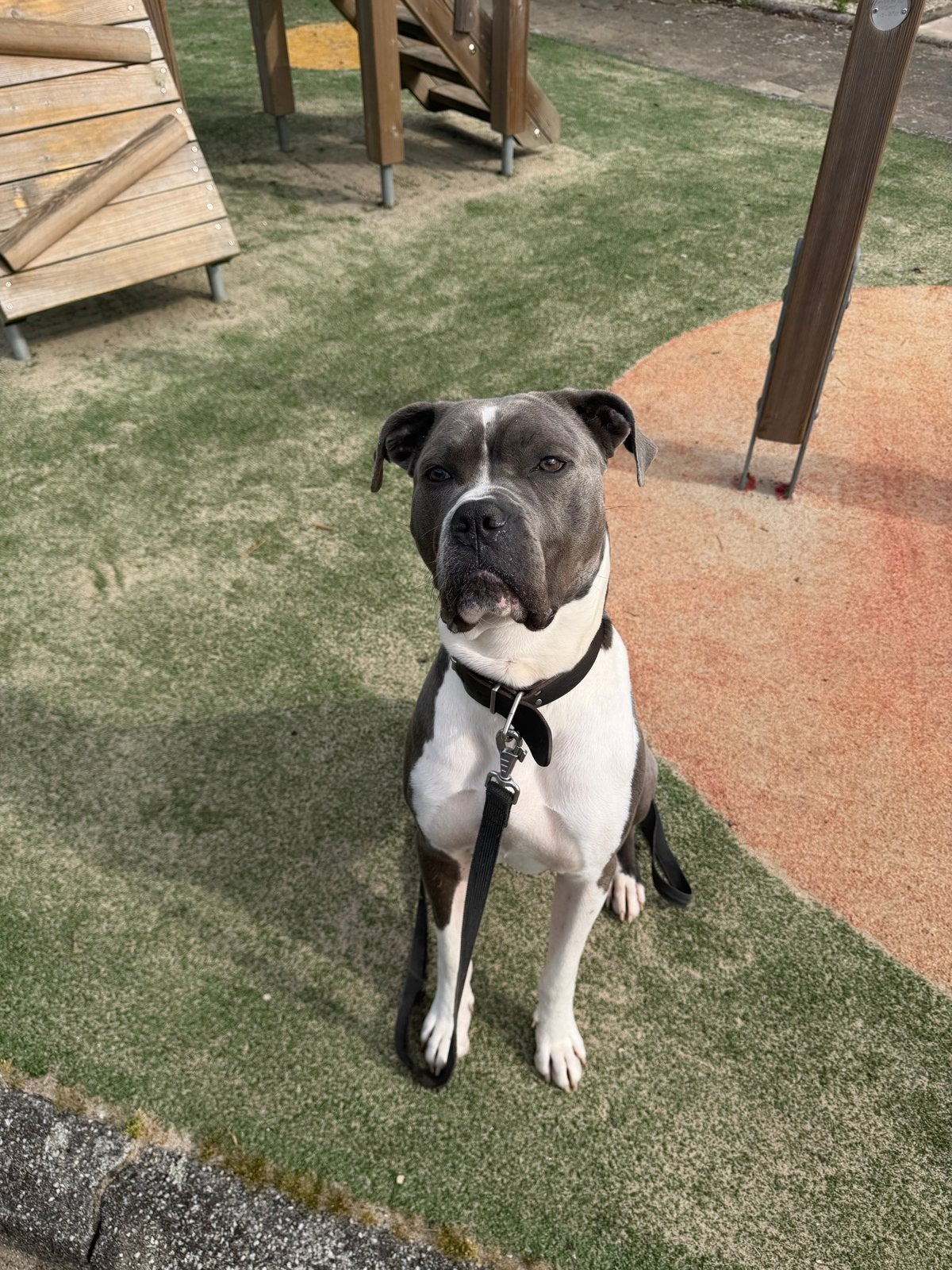 Cane Corso mix 2,5 jaar oud, Reu, 1 tot 2 jaar, Eén hond, Nederland