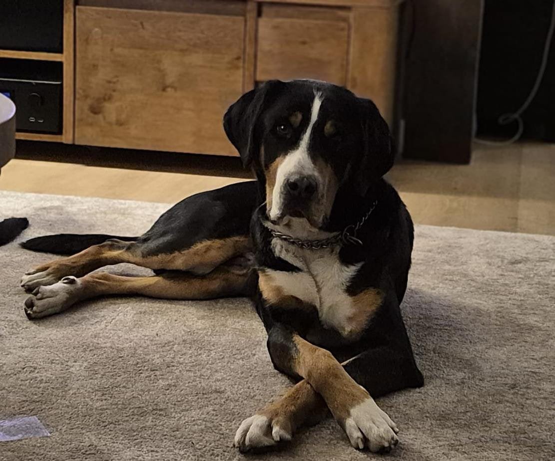 Gouden mandje gezocht voor reu 3 jaar, Dieren en Toebehoren, Honden | Niet-rashonden, Groot, Reu, Particulier, Eén hond, Nederland