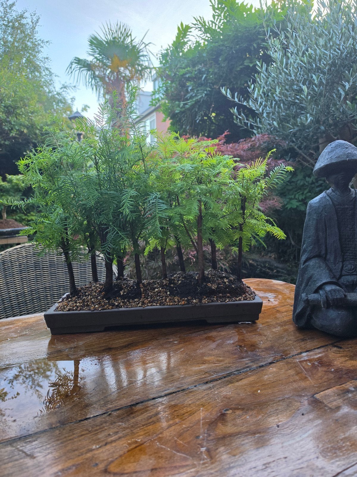 bonsai metasequoia bos 10 bomen in mooie schaal, Tuin en Terras, Planten | Bomen, Bloeit niet, Overige soorten, Minder dan 100 cm