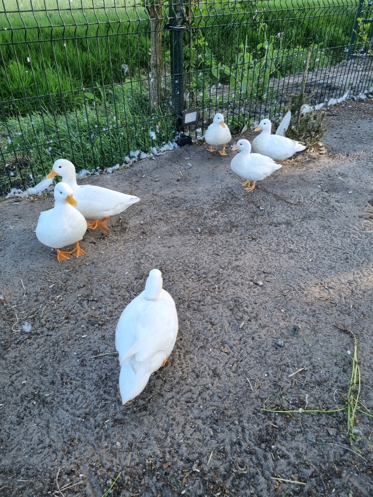 witte kwakers mannen gratis, Dieren en Toebehoren