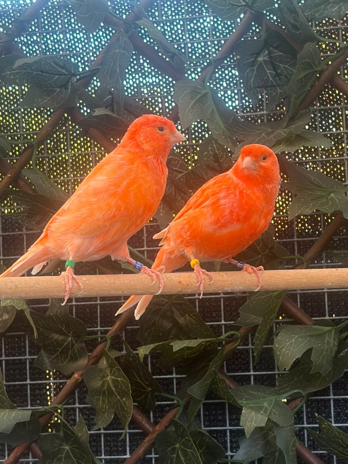 2 kanarie poppen, Vrouwelijk, Kleurkanarie