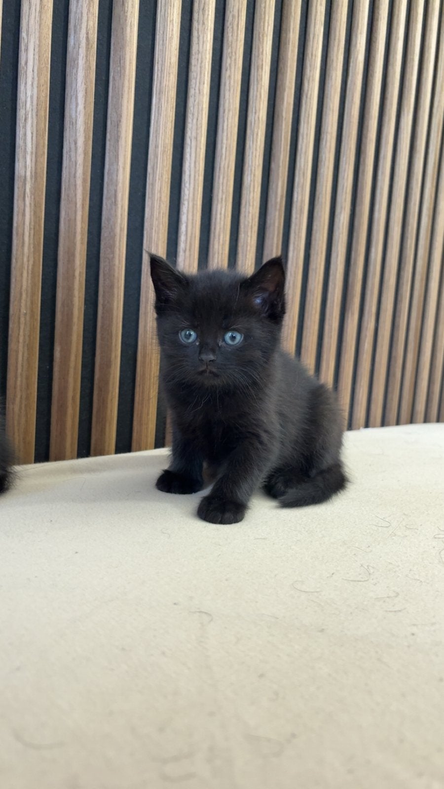 Brits korthaar kittens, Dieren en Toebehoren, Katten en Kittens | Overige Katten, Meerdere dieren, Kortharig, 0 tot 2 jaar