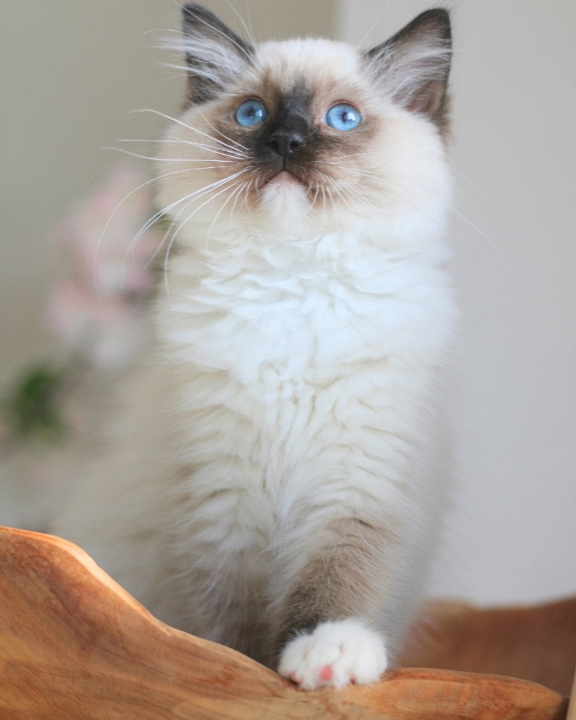 Ragdoll Kittens, Meerdere dieren, Met stamboom, 0 tot 2 jaar