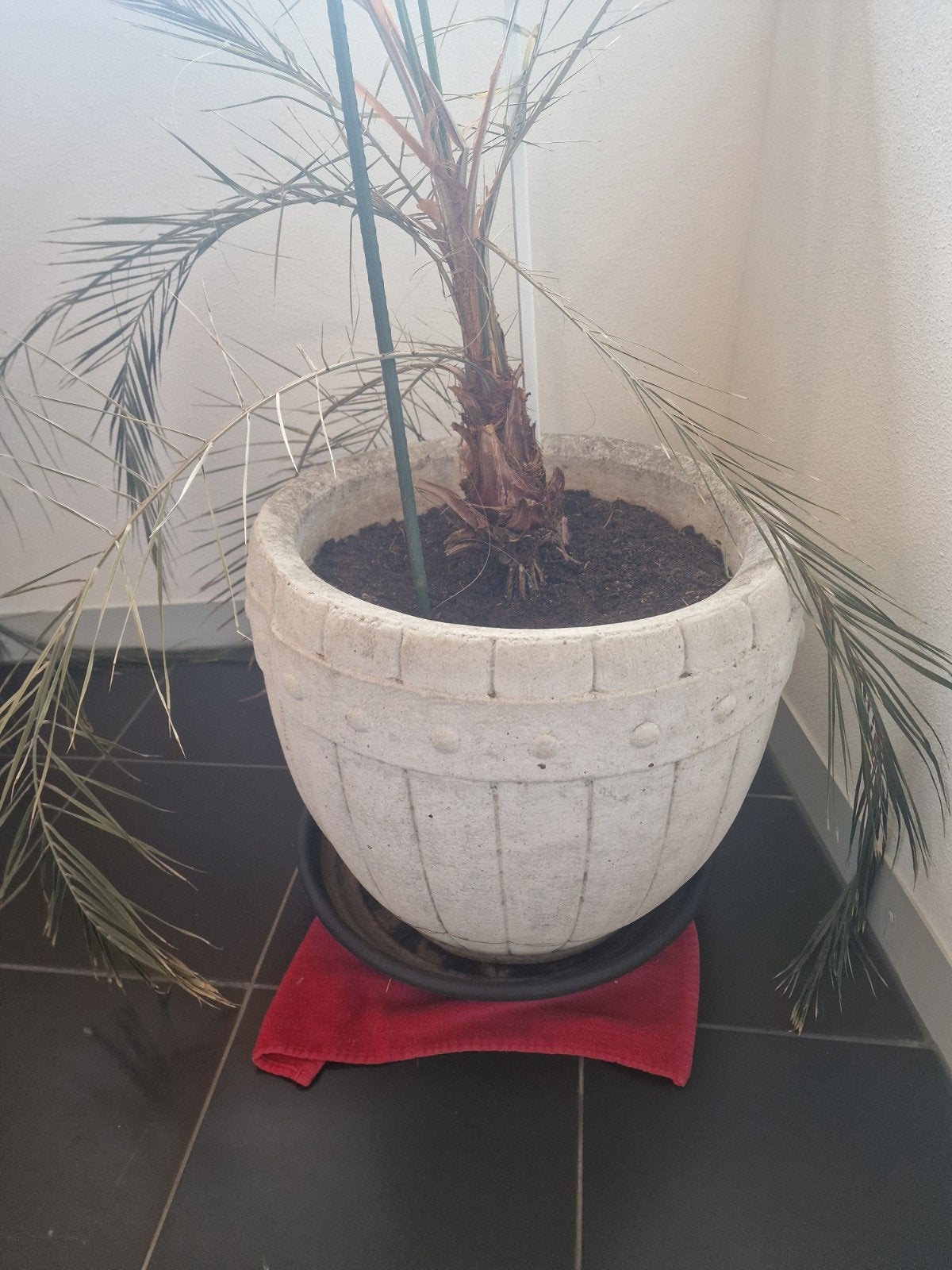 Grote betonnen bloempot met palmboom, Tuin en Terras, Gebruikt, Rond, Ophalen of Verzenden, 60 tot 100 cm