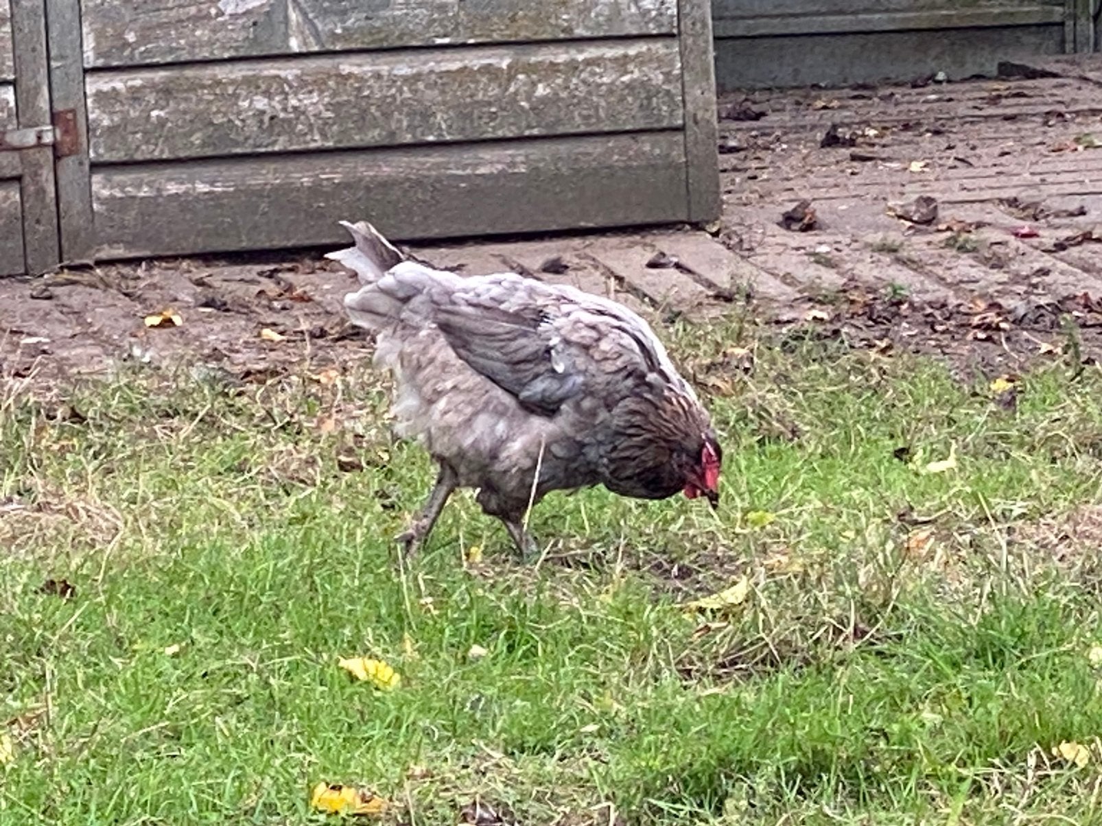 Marans hennen, Dieren en Toebehoren, Meerdere dieren, Kip