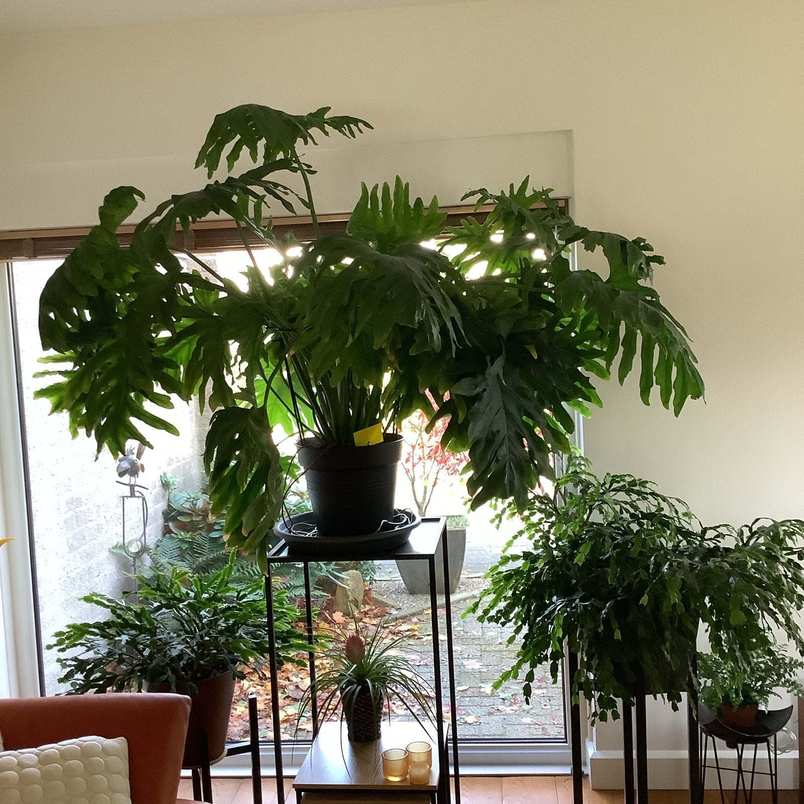 Zeer grote Philodendron Hope - 2m breed, 1.20m hoog, Ophalen, 100 tot 150 cm, Overige soorten, Halfschaduw