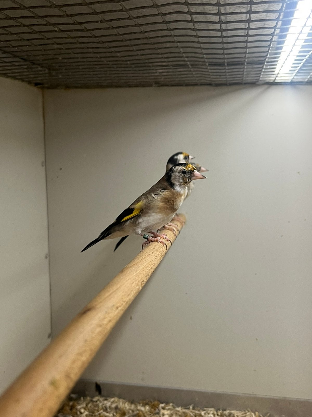 0-0-7 Parva Putter, Dieren en Toebehoren, Meerdere dieren, Wildzangvogel, Geringd
