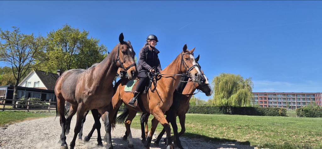 Gezocht: Fulltime Polo Paarden Groom, Dieren en Toebehoren, Ophalen, Overige soorten