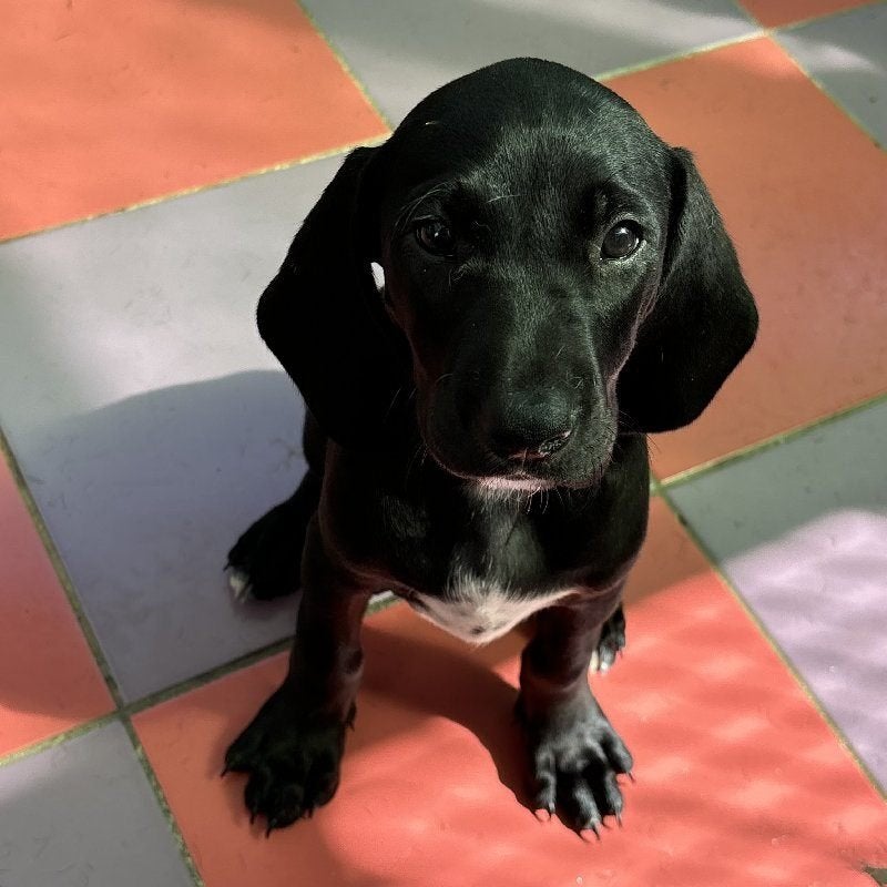 ACE: Chayla wil samen met u mooie avonturen beleven, Particulier, 8 tot 15 weken, Buitenland, Teef