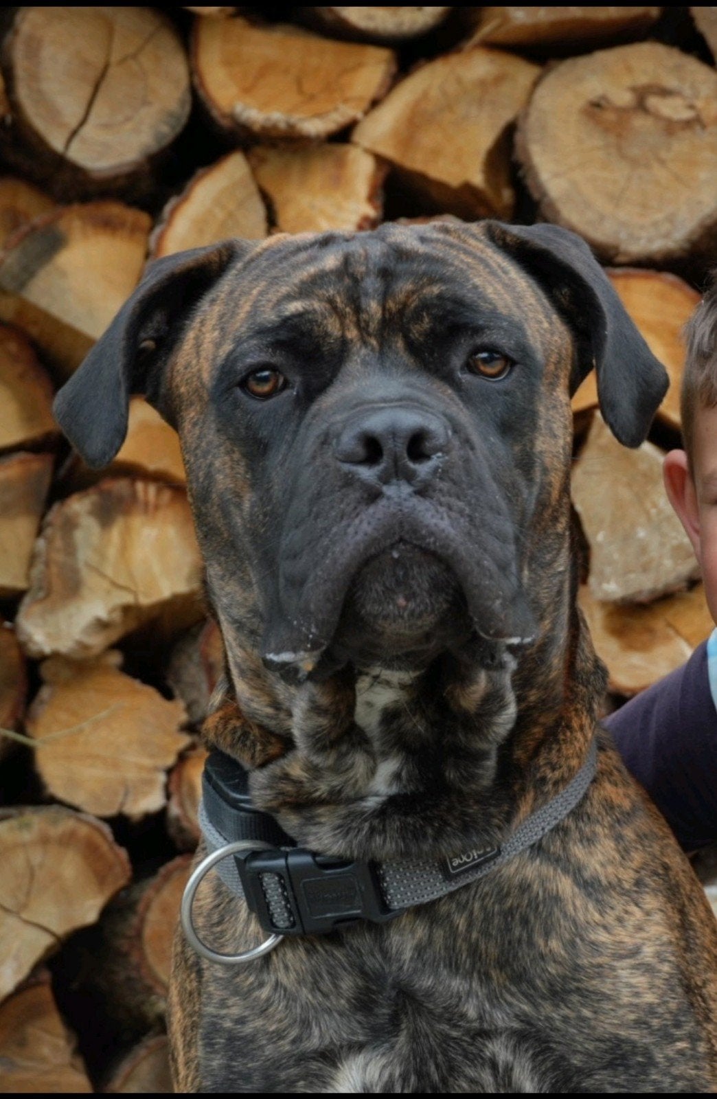 Lieve Dekreu Bullmastiff / Cane Corso succesvolle ervaringen, Dieren en Toebehoren, Reu, 1 tot 2 jaar, Eén hond, Nederland