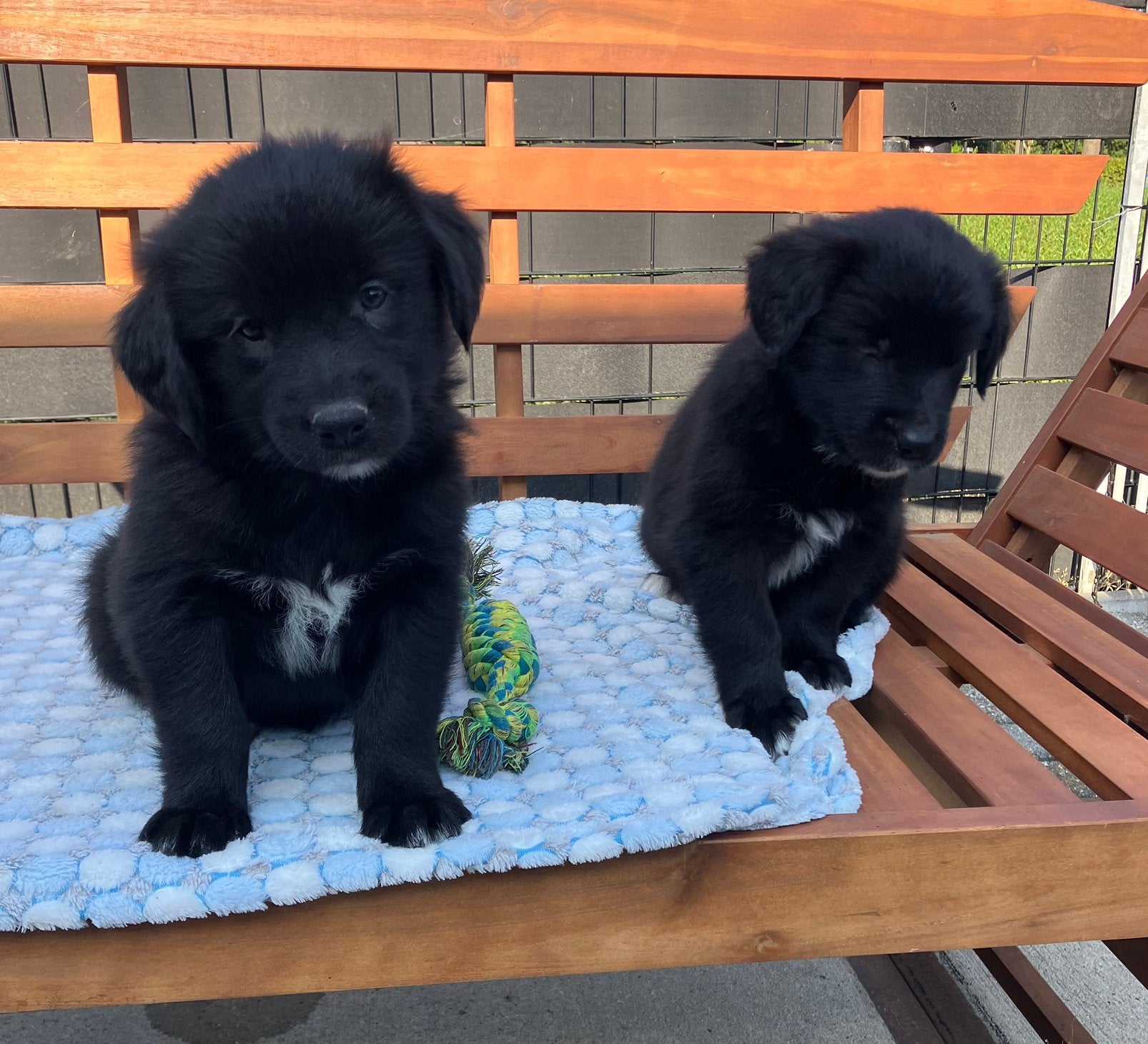 Golden retriever/ Australië shepherd, Golden retriever, Parvo, 8 tot 15 weken, Meerdere