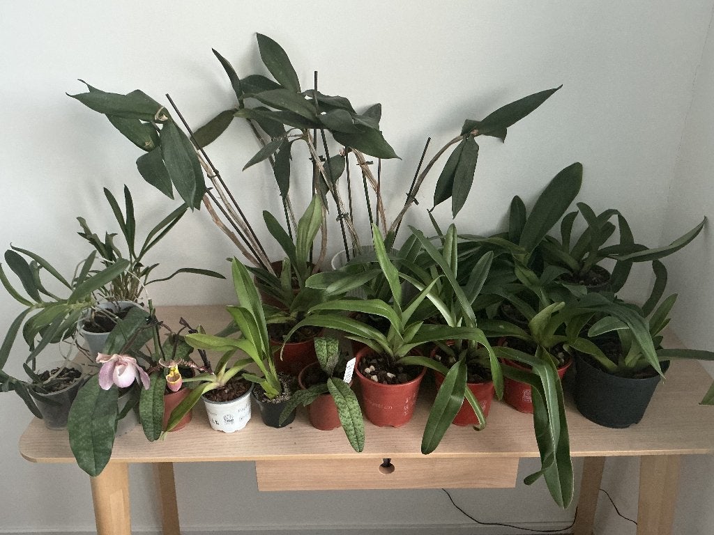 Orchideeën 22 stuks, Ophalen, Halfschaduw, Minder dan 100 cm