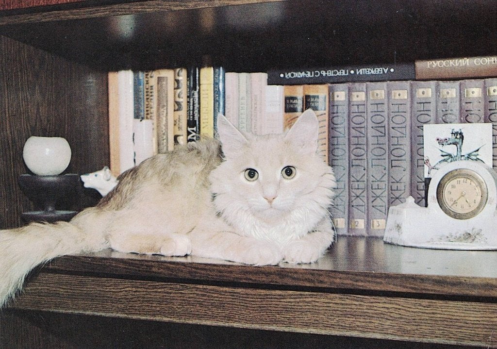 Witte kat ligt voor boeken 573, Verzamelen, Ophalen of Verzenden, 1980 tot heden, Ongelopen, Hond of Kat