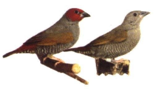 aurora astrilde pop gezocht, Dieren en Toebehoren, Vogels | Overige Vogels, Vrouwelijk