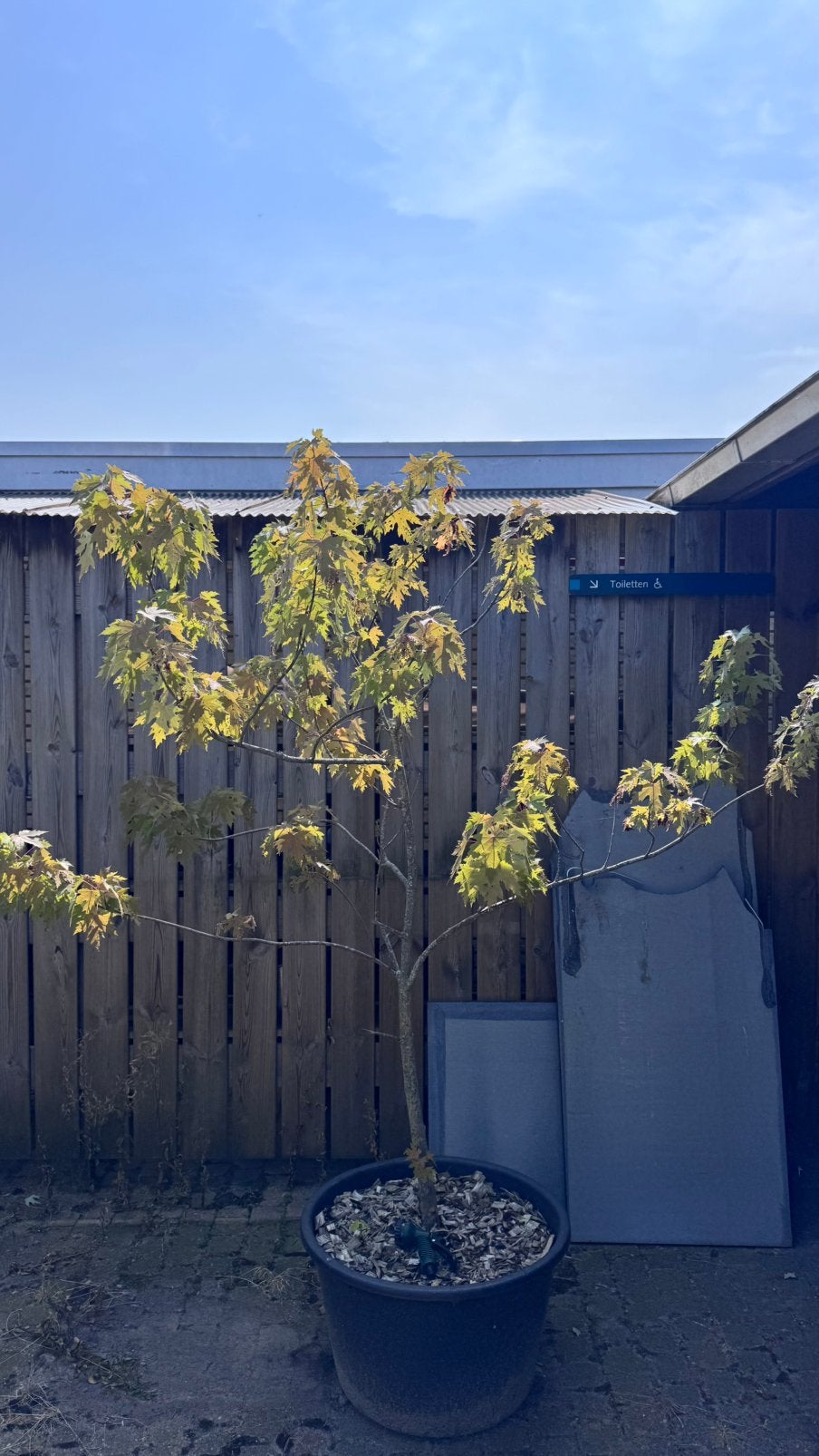 GRATIS- Esdoorn boom, Ophalen, Minder dan 100 cm