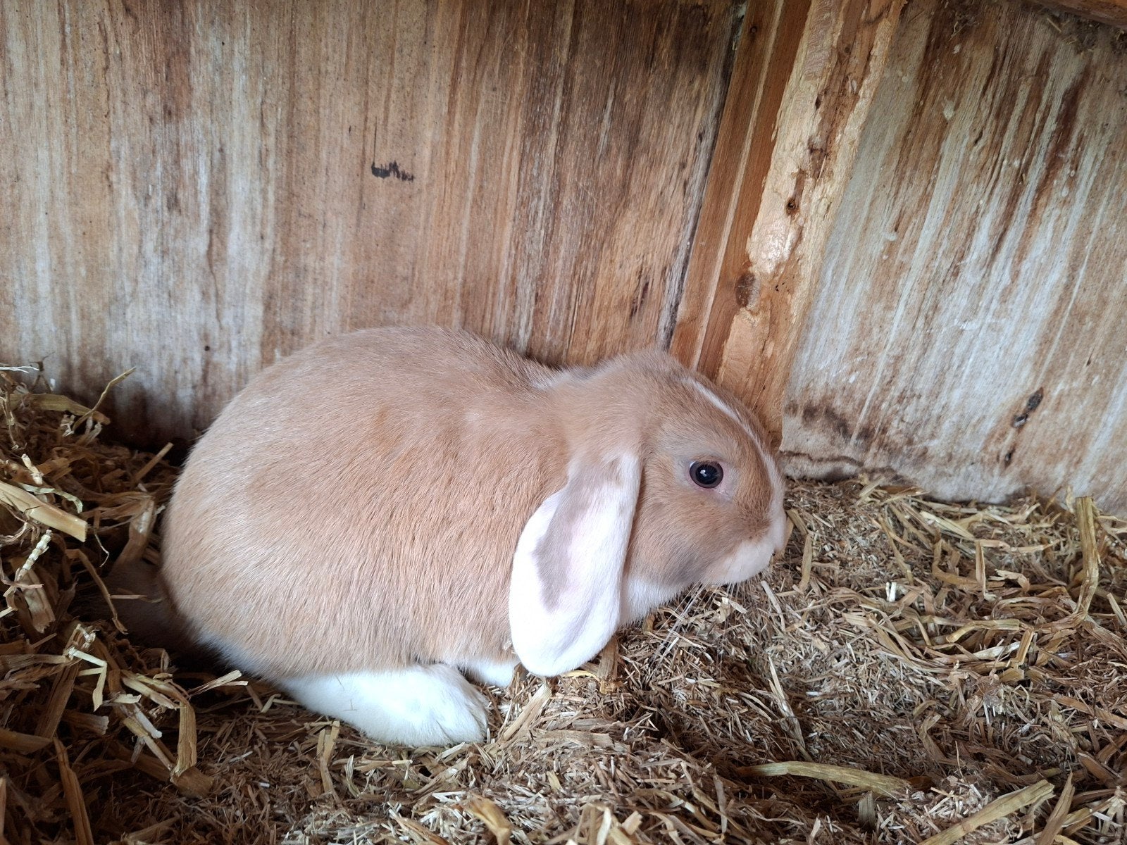 Mooie ram zoekt nieuw huisje, Dieren en Toebehoren, Mannelijk, Middelgroot, Hangoor, 0 tot 2 jaar