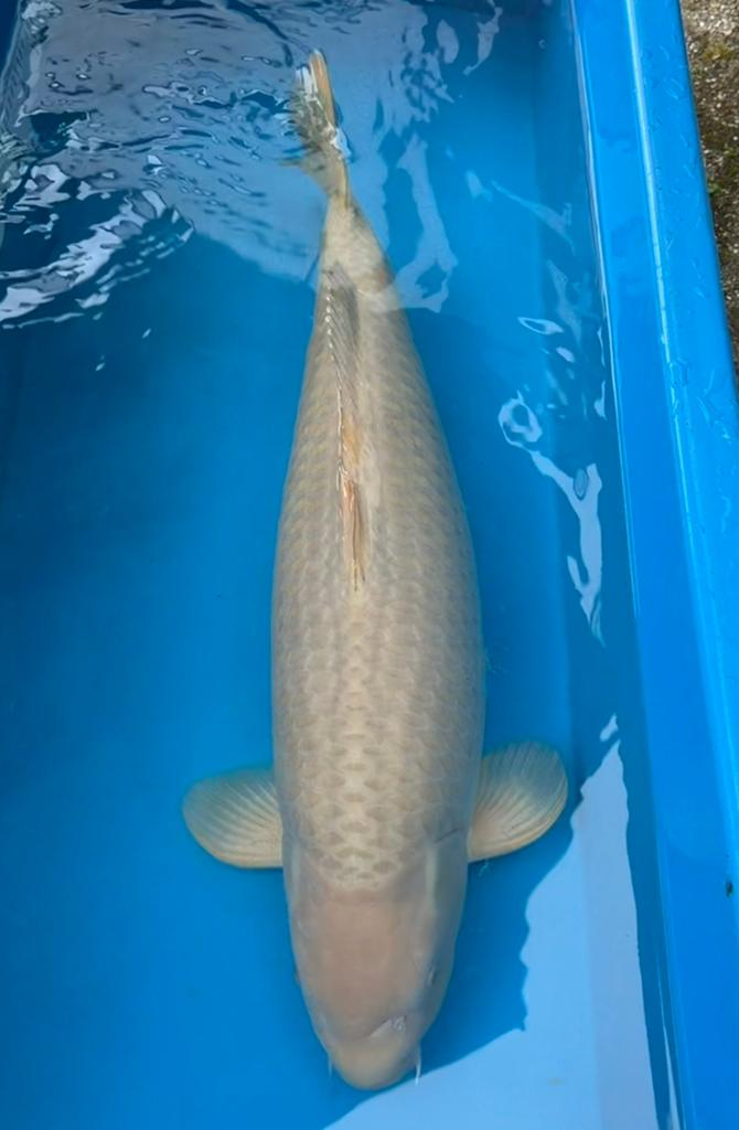Chagoi Marusei, Karper of Koi