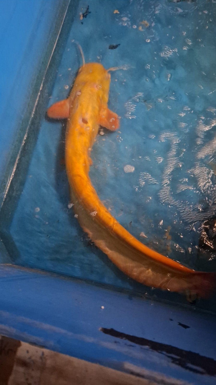 albino meerval 110cm+, Dieren en Toebehoren, Overige soorten