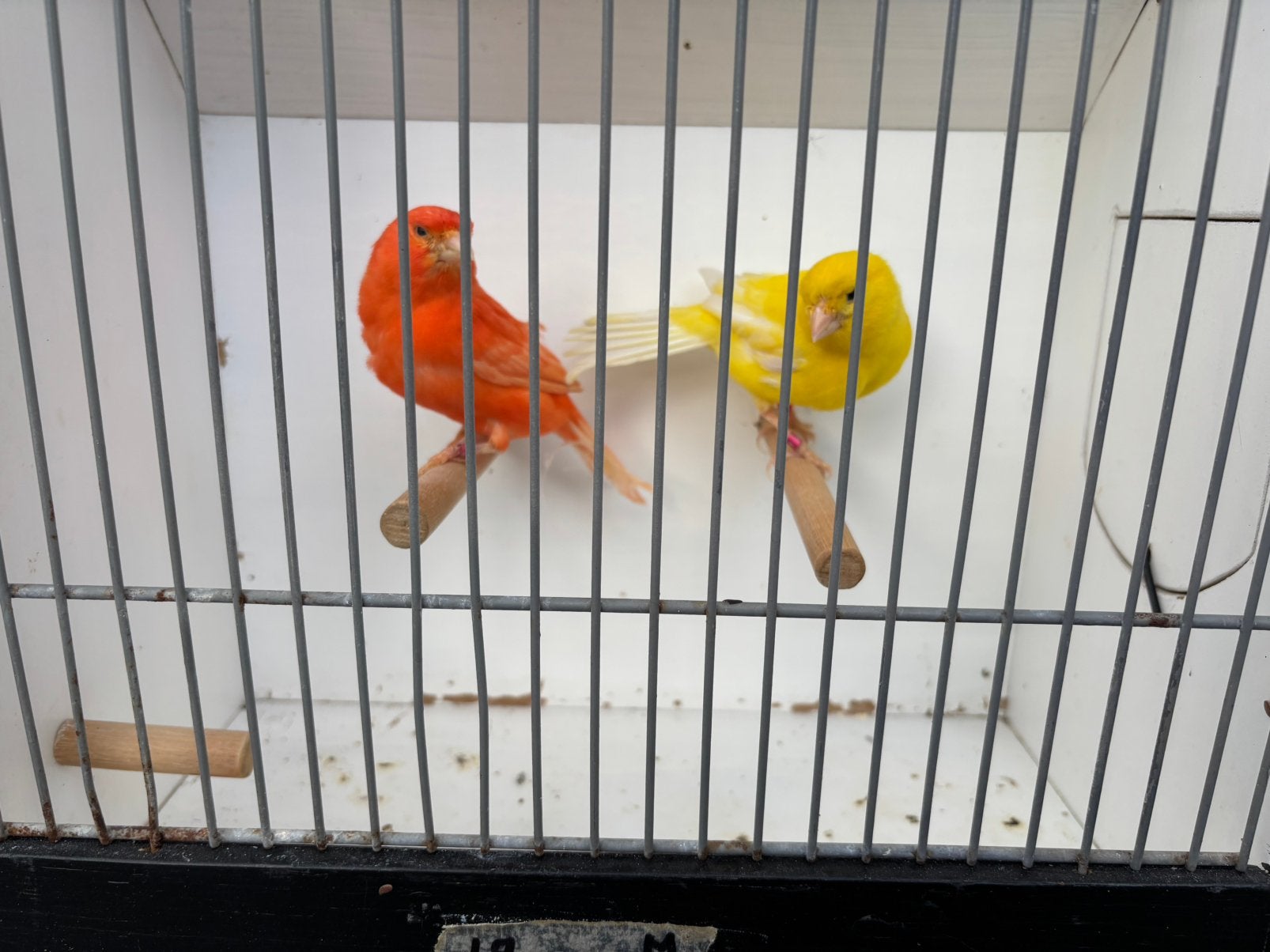 Kanarie, Dieren en Toebehoren, Vogels | Kanaries, Mannelijk, Kleurkanarie