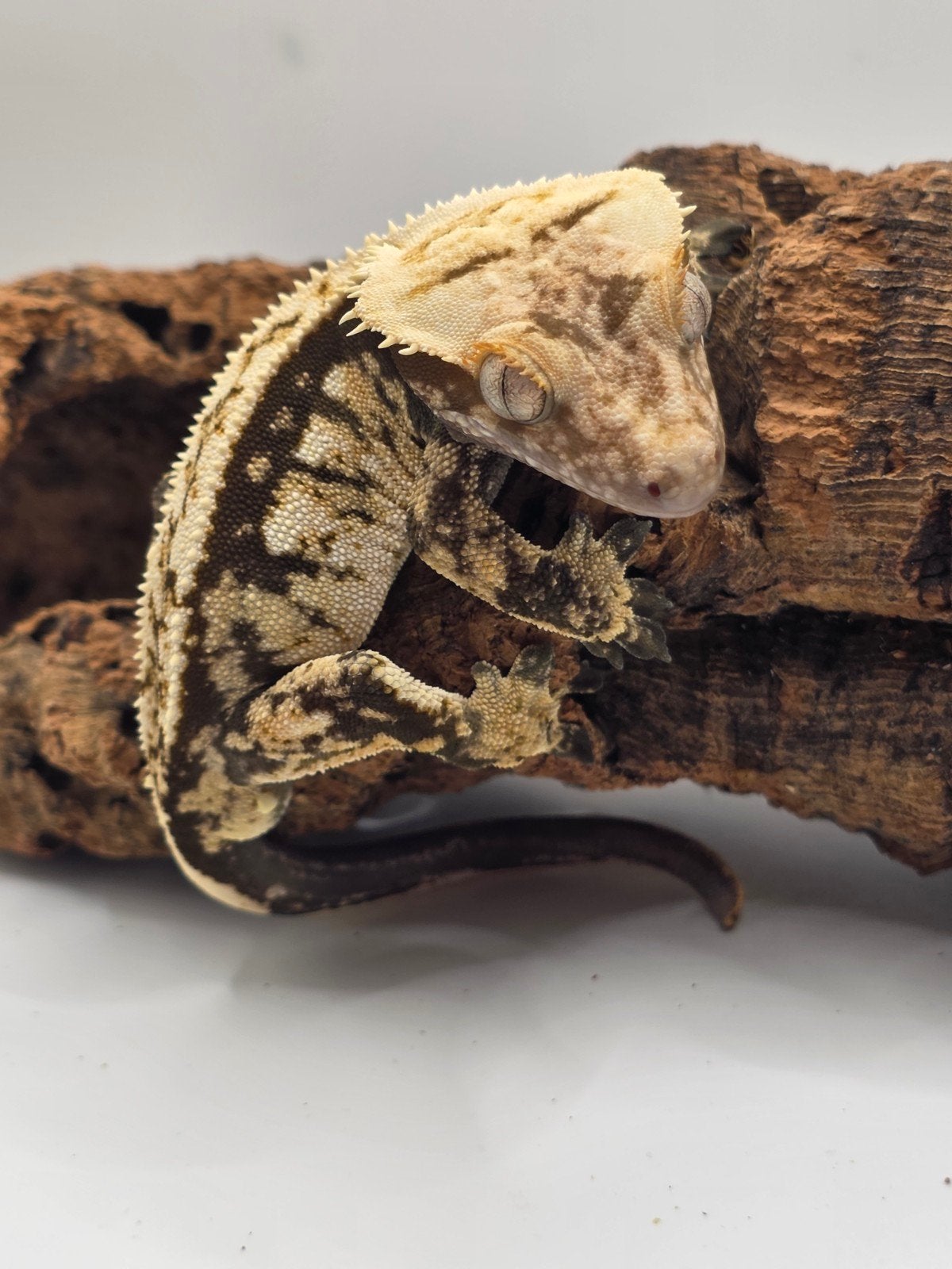 crested gecko- Correlophus ciliatus- wimpergekko, Dieren en Toebehoren, Hagedis, Tam, 0 tot 2 jaar