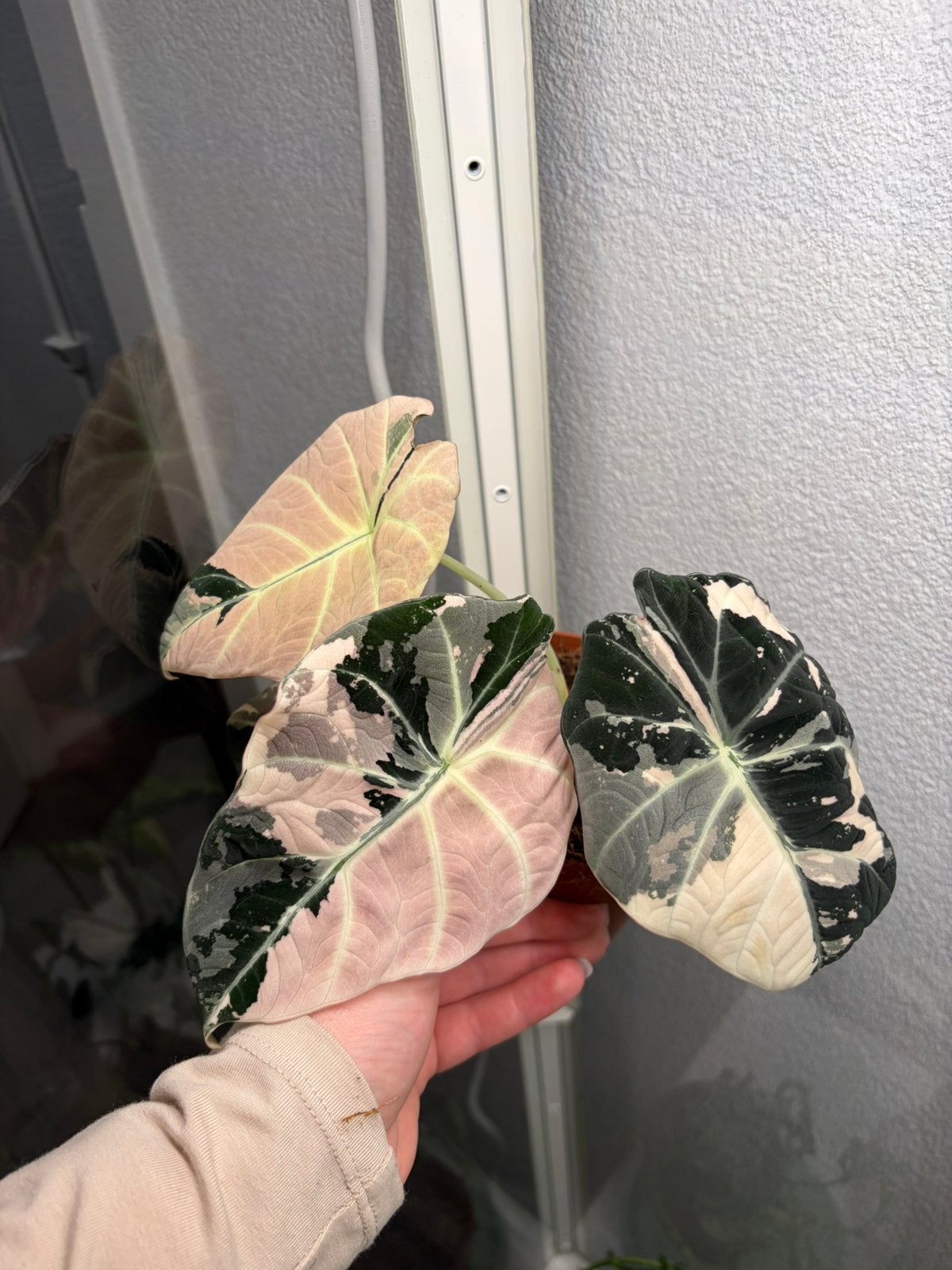 Alocasia black velvet pink variegata, Huis en Inrichting, Ophalen of Verzenden, Halfschaduw, Minder dan 100 cm