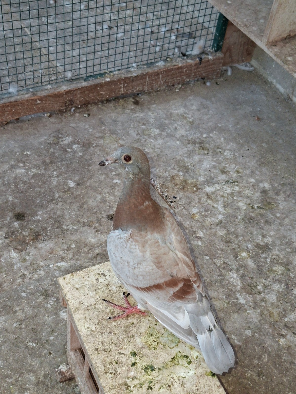 mooie jonge  postduif, Dieren en Toebehoren, Vogels | Duiven, Geslacht onbekend, Postduif