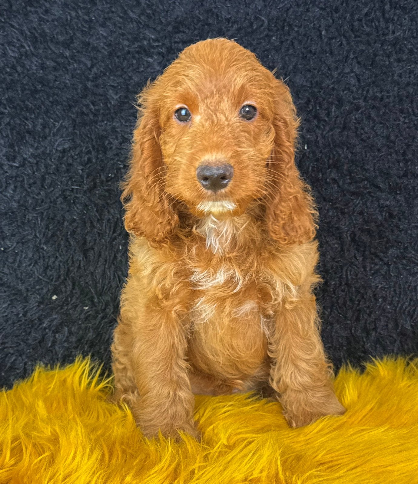 cockapoo pups geteste ouder dieren Reutjes, Nederland, Parvo, Overige rassen, 8 tot 15 weken