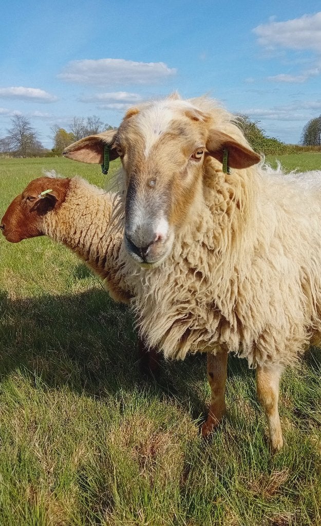 Mooie heideschaap rammen, oa. Schoonebeeker, Solognote., Mannelijk, Schaap, 3 tot 5 jaar