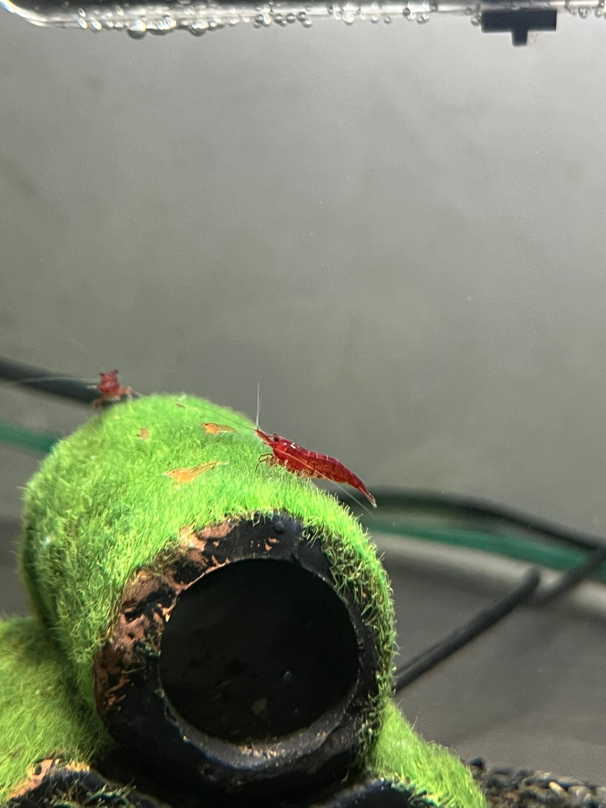 **interessepeiling** Neocaridina red cherry garnaaltjes, Dieren en Toebehoren, Vissen | Aquariumvissen, Kreeft, Krab of Garnaal