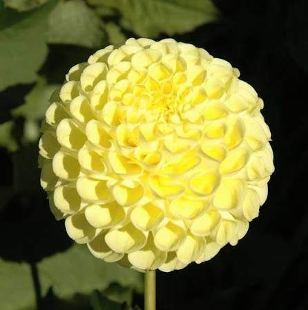 Te koop: dahlia Nettie, Ophalen, Vaste plant, Overige soorten, Volle zon