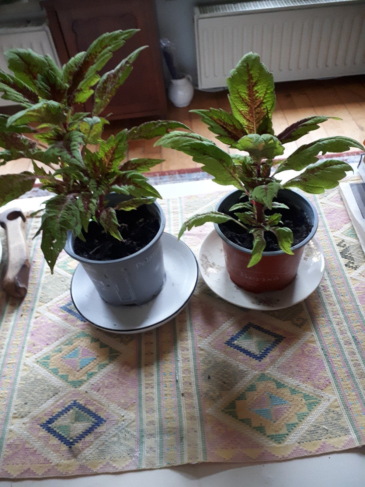 2 stekken van de siernetel, Ophalen, Halfschaduw, Minder dan 100 cm