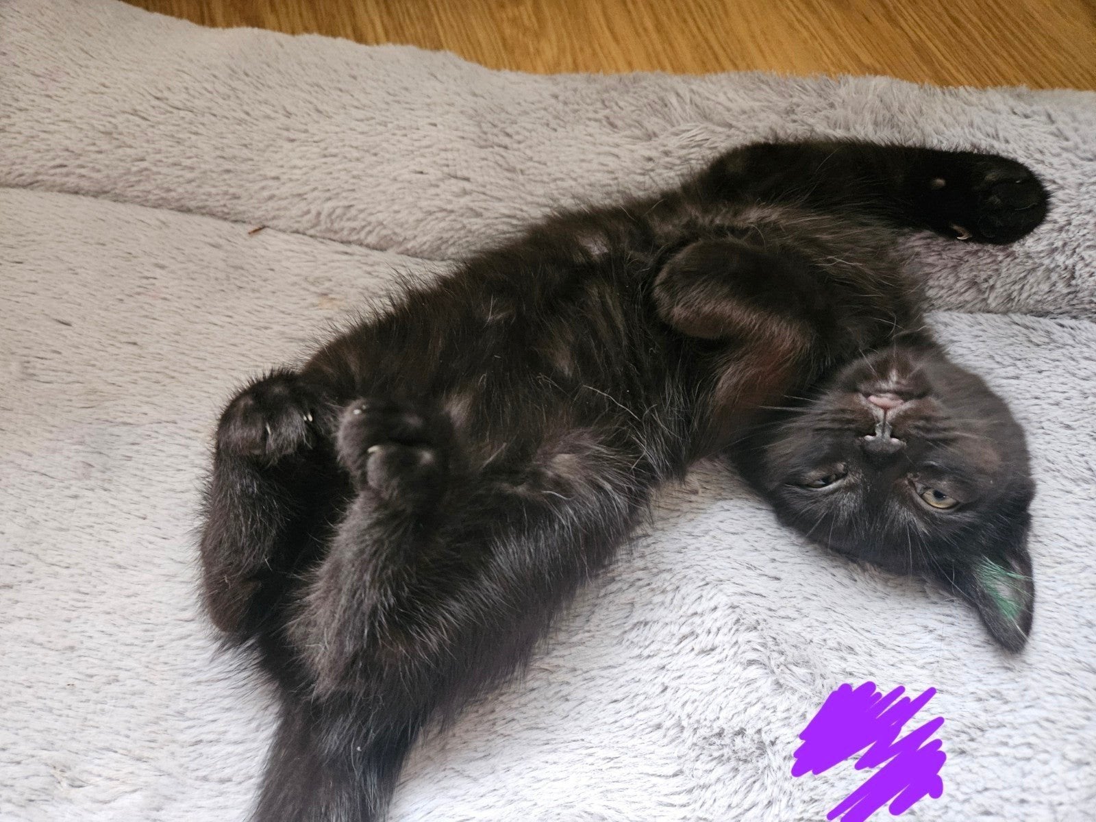 Super lieve kittens kruising ragdoll, Meerdere dieren, Kortharig, 0 tot 2 jaar
