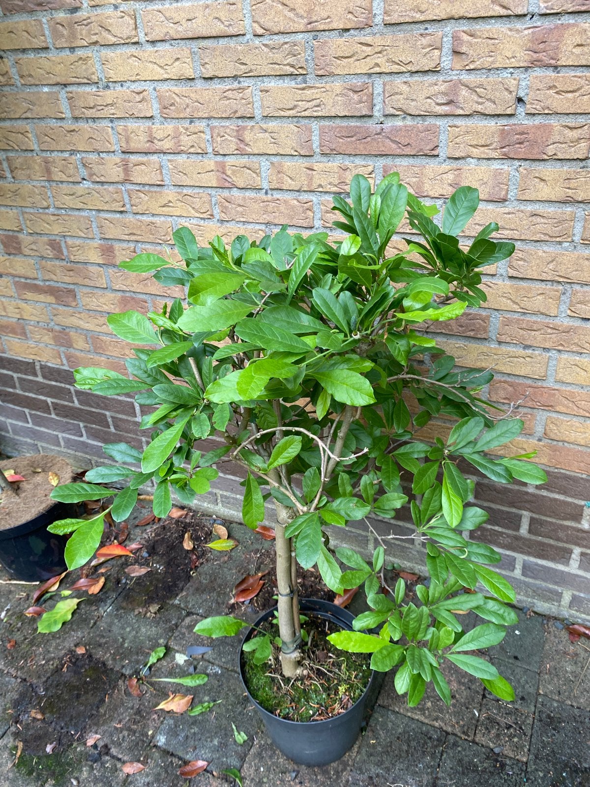 Magnolia stellata op stam van 50 cm. Witte stermagnolia, Tuin en Terras, Ophalen, Overige soorten, Volle zon