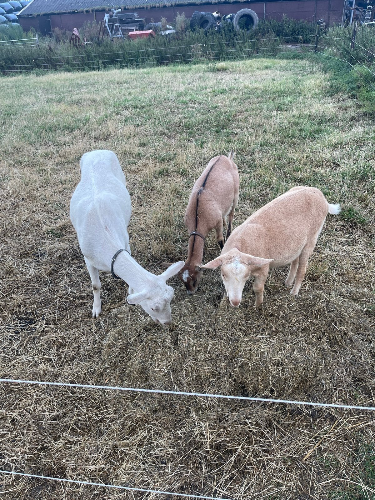 3 melkgeiten, Dieren en Toebehoren, Vrouwelijk, Geit