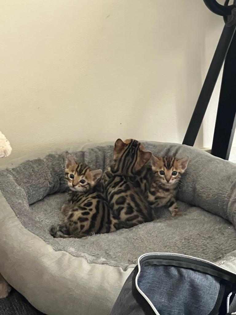 Prachtige Bengaal kittens, 2 poesjes en 1 katertje., Dieren en Toebehoren, Katten en Kittens | Overige Katten, Meerdere dieren