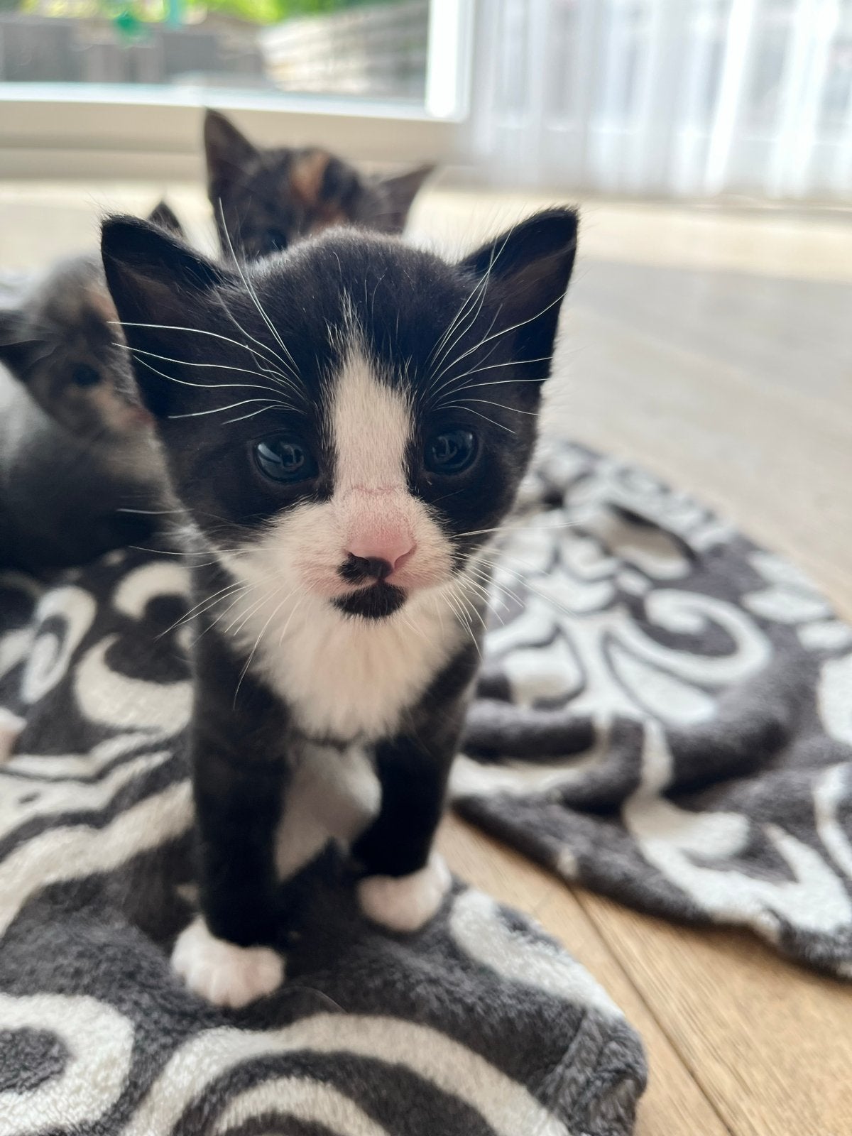 Lieve kittens zoeken een gouden mandje, Dieren en Toebehoren, Meerdere dieren