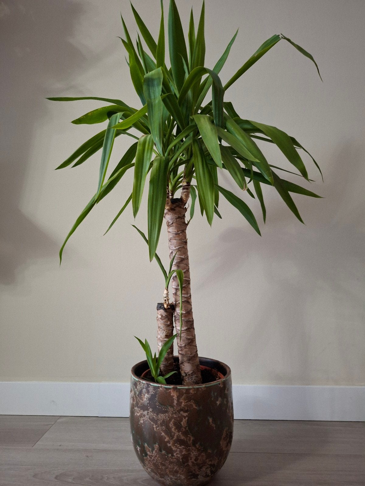 Grote Yucca kamerplant in pot, Monstera, Ophalen, 100 tot 150 cm, In pot, Yucca