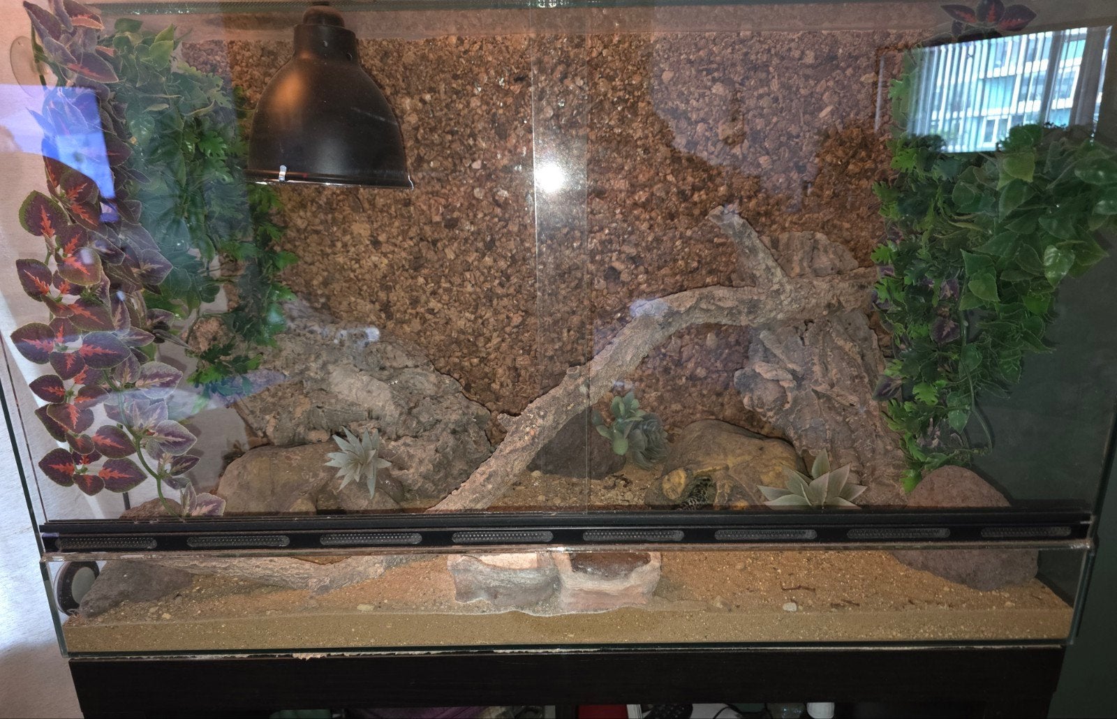 luipaardgekko, Hagedis, 0 tot 2 jaar