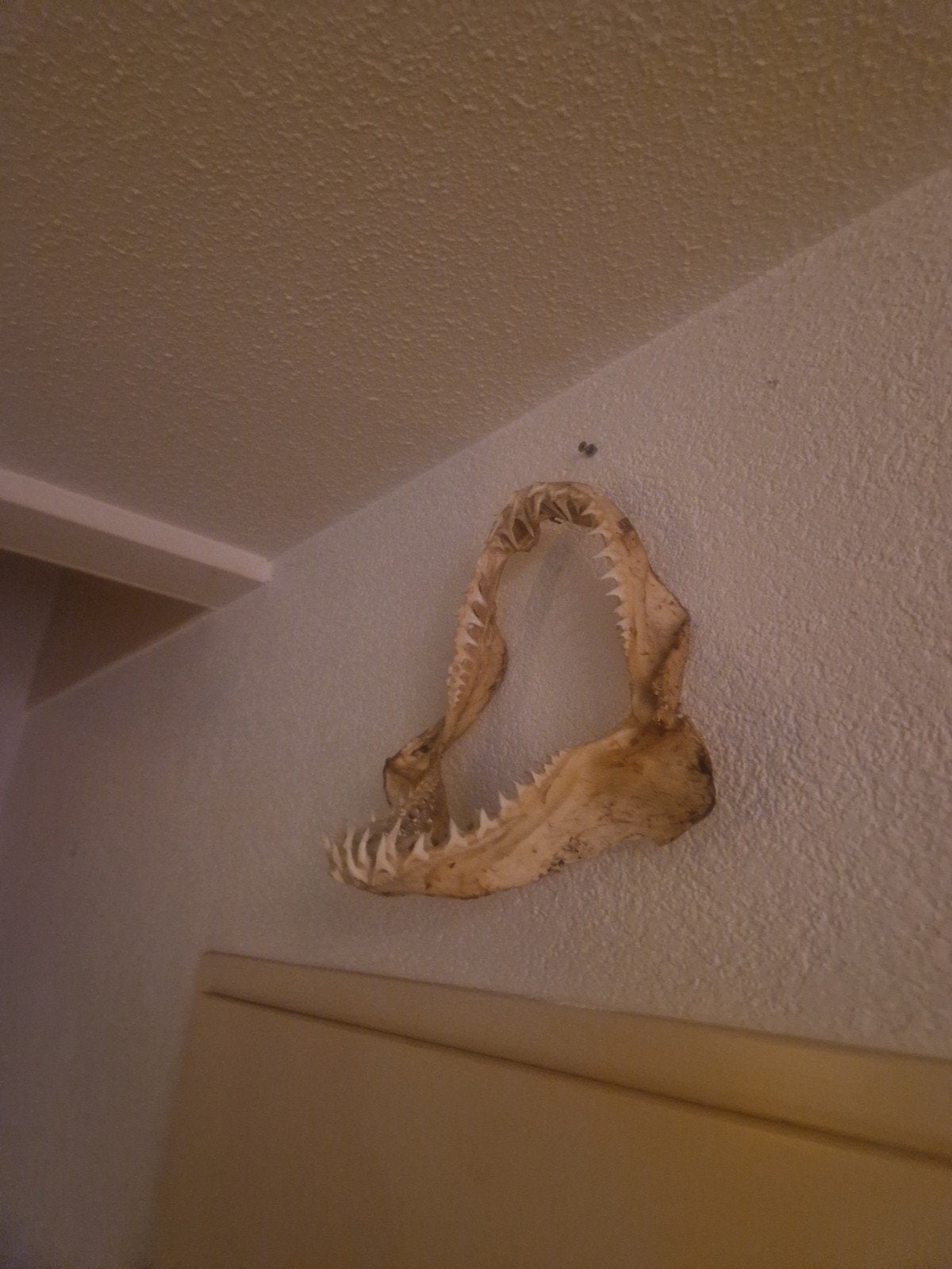 Unieke haaienkaak - Decoratie of verzamelobject, Ophalen, Gebruikt