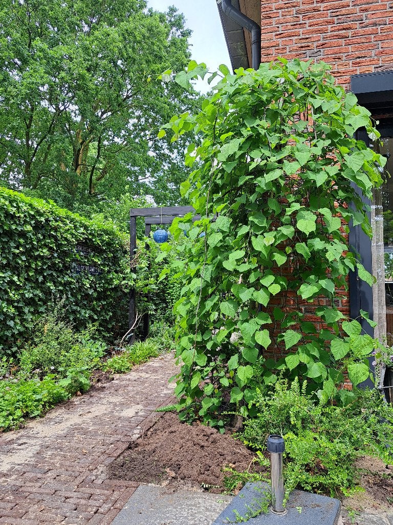 Cercis treurboom, Ophalen, Lente, 100 tot 250 cm, Treurboom