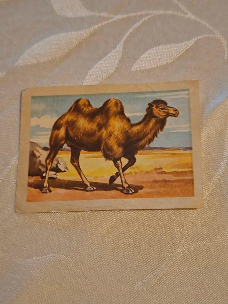 Prentje/Chromo : De kameel/Chocolade Jacques, 1960 tot 1980, Gebruikt, Verzenden, Prent