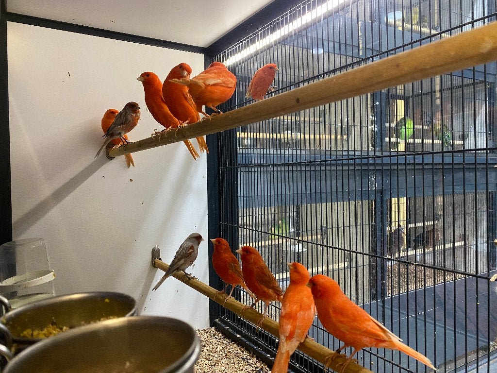 Mooie kanaries | Mannen en poppen, veel keuze!, Dieren en Toebehoren, Vogels | Kanaries, Meerdere dieren, Kleurkanarie