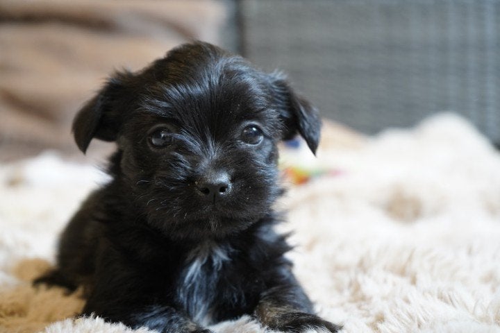 Mooie (boomer) kruising maltipoo pups., Nederland, Parvo, Overige rassen, 8 tot 15 weken